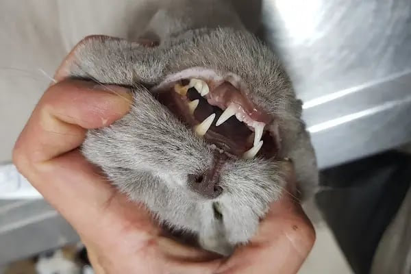 Kayacı Veteriner Kliniği - Resim 4