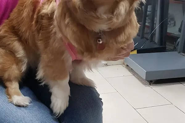 Kayacı Veteriner Kliniği - Resim 12