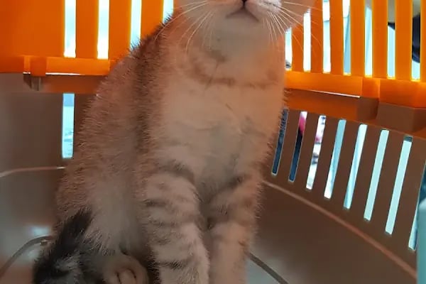 Kayacı Veteriner Kliniği - Resim 16