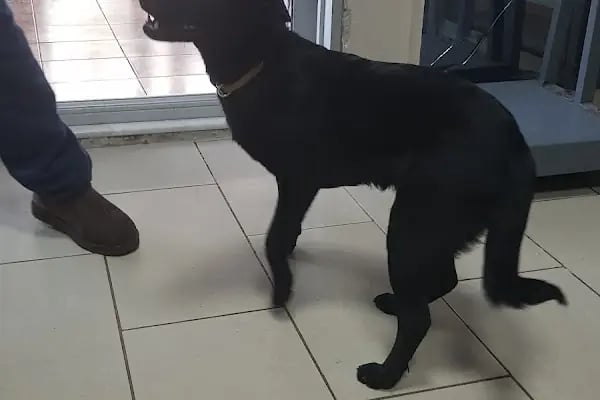 Kayacı Veteriner Kliniği - Resim 11