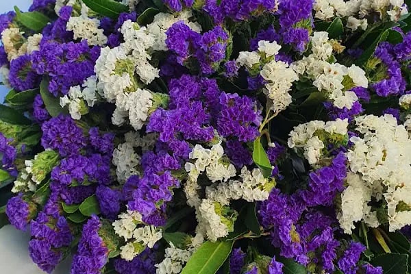 papatyam flowers - Resim 14