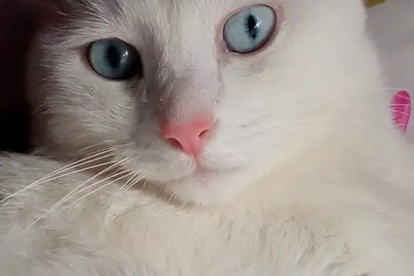 PET VETERİNER KLİNİĞİ - Resim 2