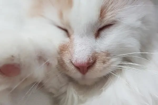 PET VETERİNER KLİNİĞİ - Resim 3