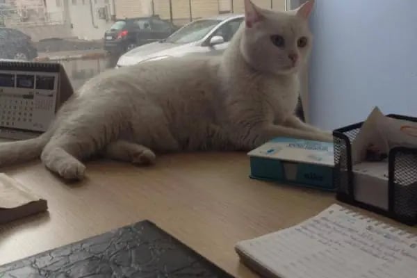 PET VETERİNER KLİNİĞİ - Resim 4