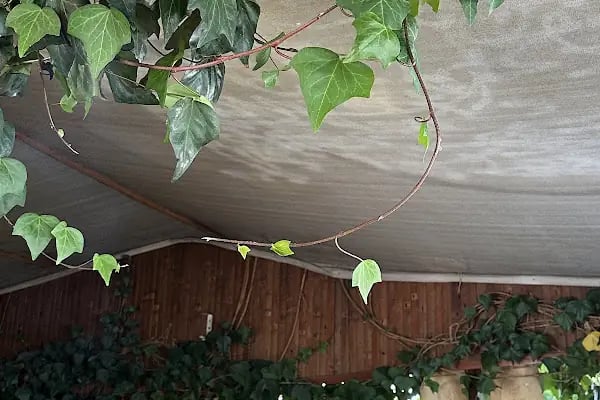 Şato ocakbaşı restaurant - Resim 11