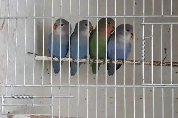 Emir Akvaryum Pet Shop - Resim 6