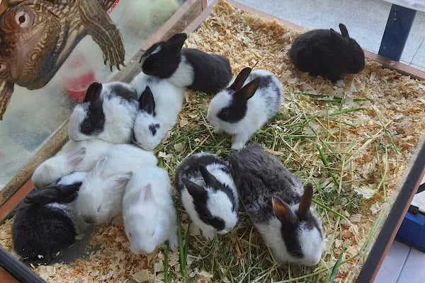 Emir Akvaryum Pet Shop - Resim 12