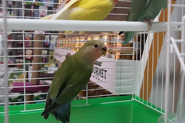 Emir Akvaryum Pet Shop - Resim 17