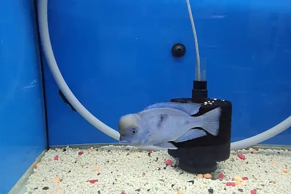 Emir Akvaryum Pet Shop - Resim 9