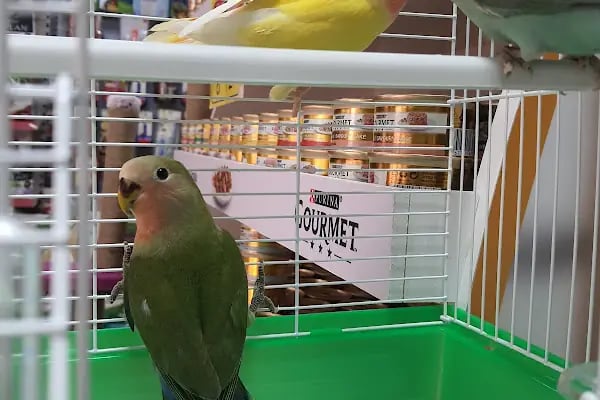 Emir Akvaryum Pet Shop - Resim 11
