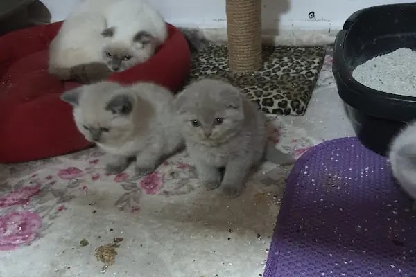 Emir Akvaryum Pet Shop - Resim 5