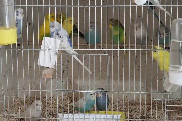 Emir Akvaryum Pet Shop - Resim 14