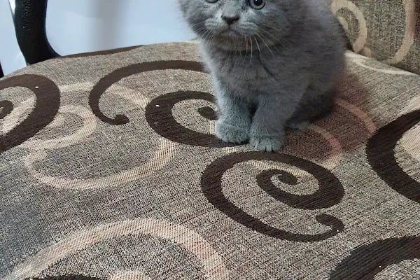 Emir Akvaryum Pet Shop - Resim 19