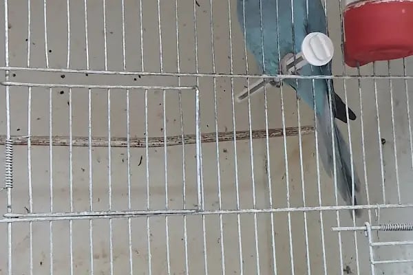 Emir Akvaryum Pet Shop - Resim 8