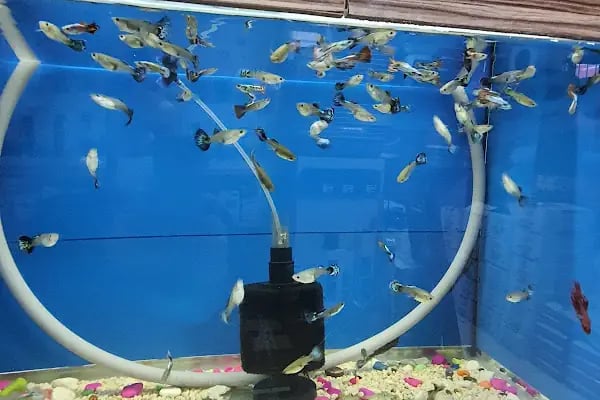Emir Akvaryum Pet Shop - Resim 4