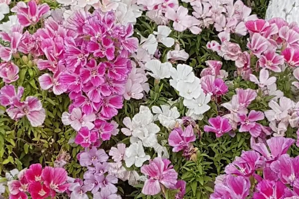 Bodrum Belediye Başkanlığı - Resim 13