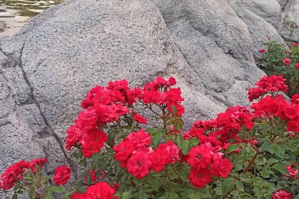 Gökçek Parkı - Resim 10
