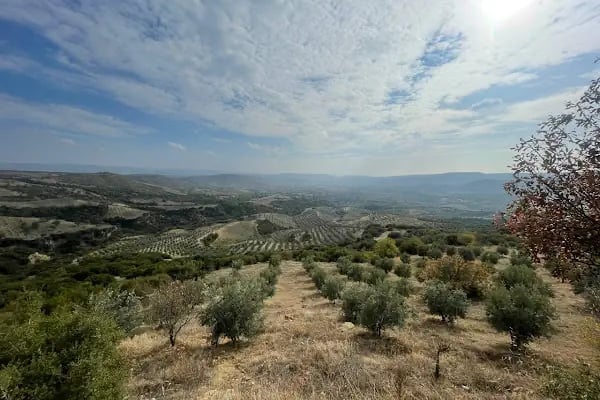 Sidas Antik Zeytinyağı - Resim 2