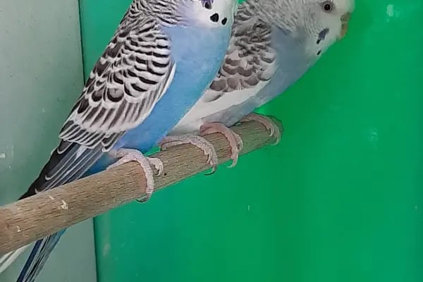Adana Konuşan Petshop - Resim 3