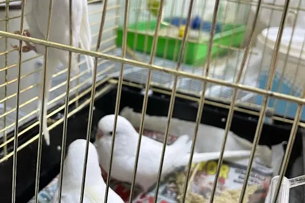 DEMOKAN PETSHOP(BİRLİK MAHALLESİ) - Resim 19