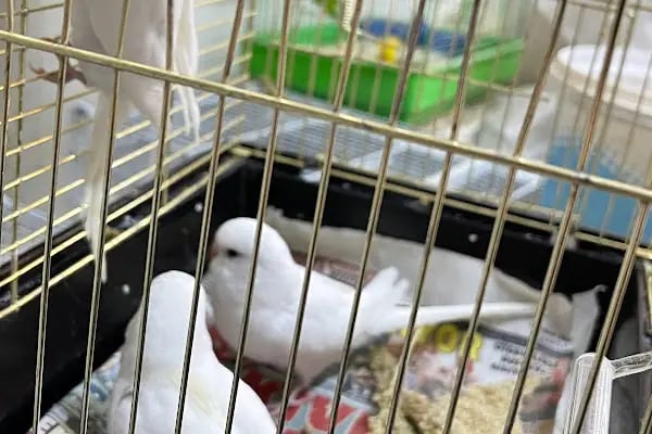 DEMOKAN PETSHOP(BİRLİK MAHALLESİ) - Resim 9