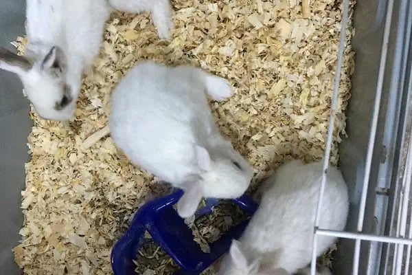 DEMOKAN PETSHOP(BİRLİK MAHALLESİ) - Resim 20