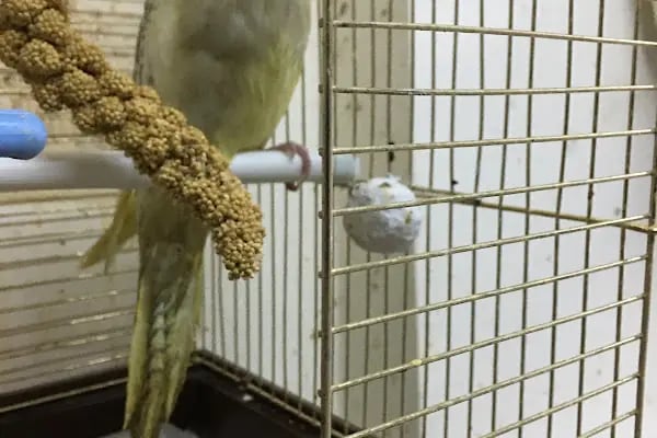 DEMOKAN PETSHOP(BİRLİK MAHALLESİ) - Resim 15