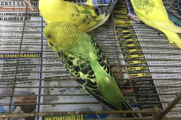 DEMOKAN PETSHOP(BİRLİK MAHALLESİ) - Resim 18