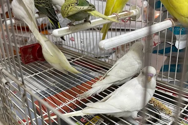 DEMOKAN PETSHOP(BİRLİK MAHALLESİ) - Resim 12