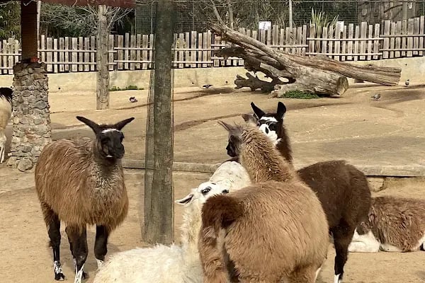 Faruk Yalçın Hayvanat Bahçesi ve Botanik Parkı - Resim 12