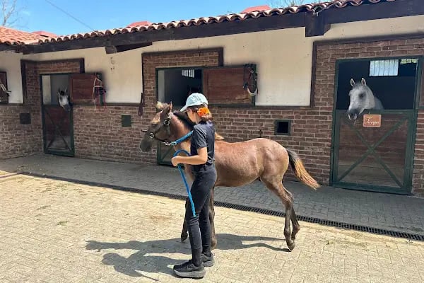 Ballıca atlıspor binicilik okulu - Resim 8