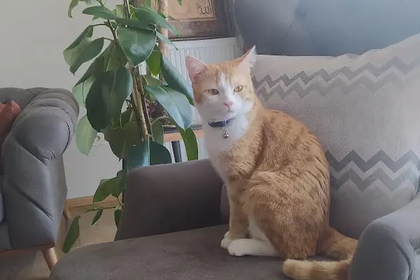 Pusula Veteriner Kliniği - Resim 8