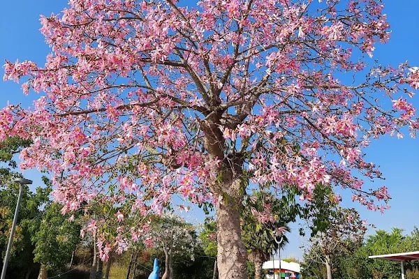 ANTALYA EXPO SERASI - Resim 19