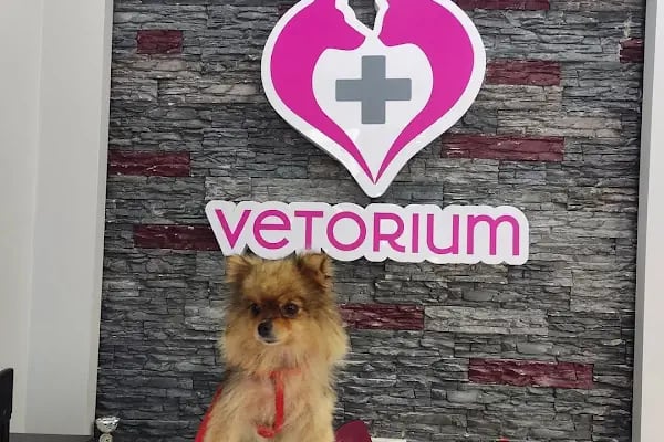 VETORIUM VETERİNER KLİNİĞİ - Resim 5