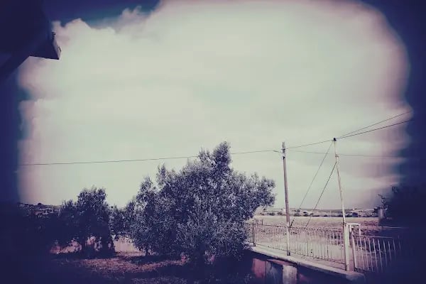 Pancar - Resim 20