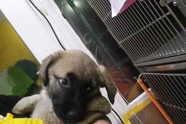 Bostanlı Sahil Veteriner Kliniği - Resim 11