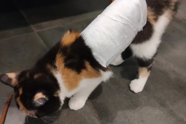 Bostanlı Sahil Veteriner Kliniği - Resim 17