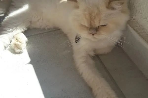 Bostanlı Sahil Veteriner Kliniği - Resim 20