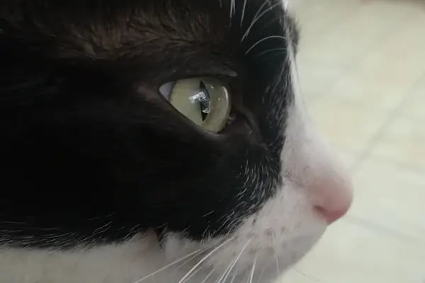 Felix Veteriner Kliniği - Resim 12