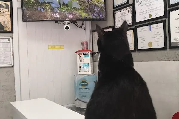Felix Veteriner Kliniği - Resim 11