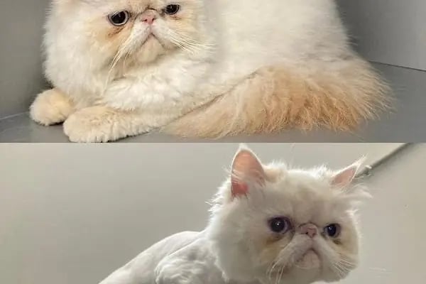 daphne veteriner kliniği - Resim 4