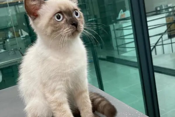daphne veteriner kliniği - Resim 7