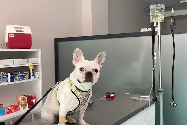 daphne veteriner kliniği - Resim 11