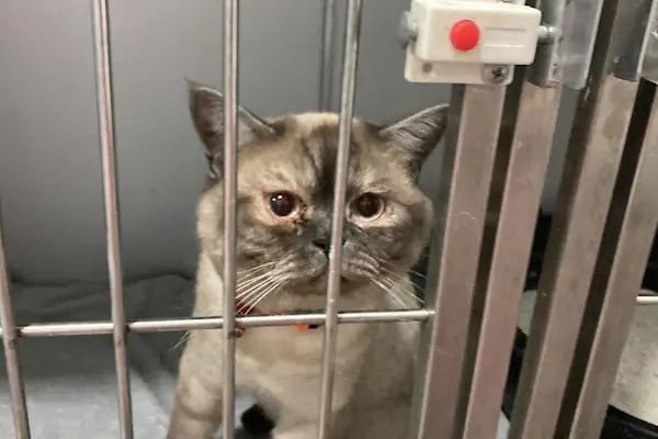 daphne veteriner kliniği - Resim 14