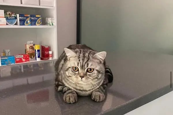 daphne veteriner kliniği - Resim 10