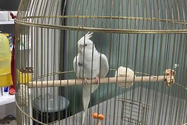 daphne veteriner kliniği - Resim 8