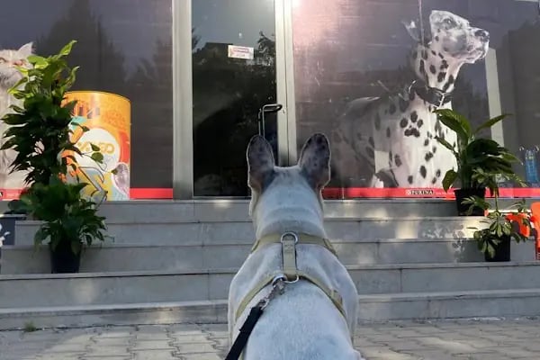 daphne veteriner kliniği - Resim 18