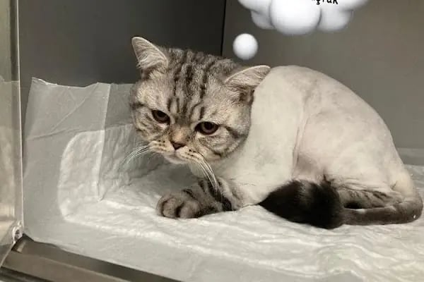 daphne veteriner kliniği - Resim 16