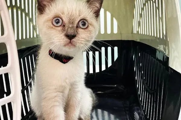 daphne veteriner kliniği - Resim 9