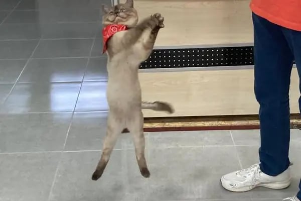 daphne veteriner kliniği - Resim 2
